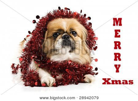 Cão pequinês e spaniel japonês com decoração de Natal vermelho