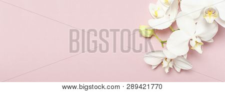 Beautiful White Phalaenopsis Orchid Flowers On Pastel Pink Background Top View Flat Lay. Tropical Fl