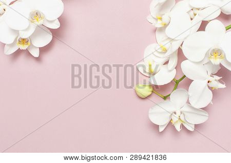 Beautiful White Phalaenopsis Orchid Flowers On Pastel Pink Background Top View Flat Lay. Tropical Fl