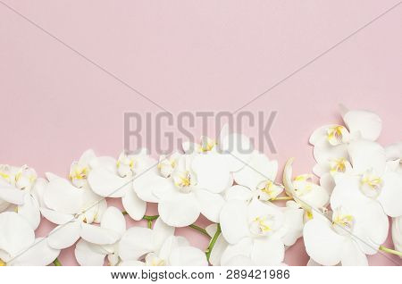 Beautiful White Phalaenopsis Orchid Flowers On Pastel Pink Background Top View Flat Lay. Tropical Fl