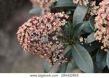 Japanese Skimmia - Latin Name - Skimmia Japonica