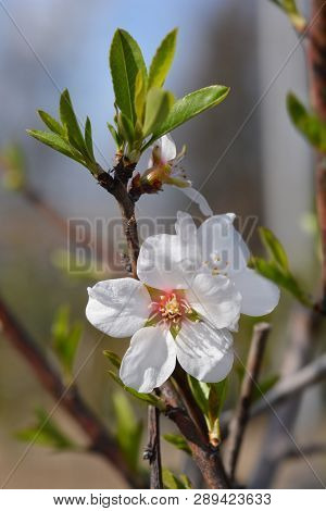Almond Flower - Latin Name - Prunus Dulcis (syn. Prunus Amygdalus)