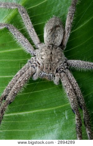 Makro pavouk tarantule