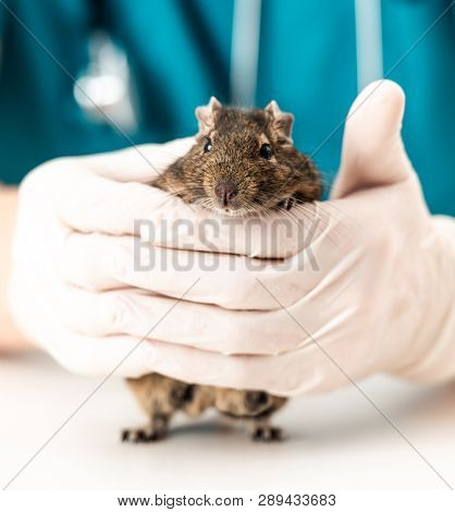 Fluffy little degu loves to be hold in strong vet hand