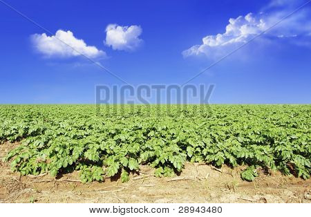Kartoffelfeld gegen blauen Himmel und Wolken im Sonnenlicht