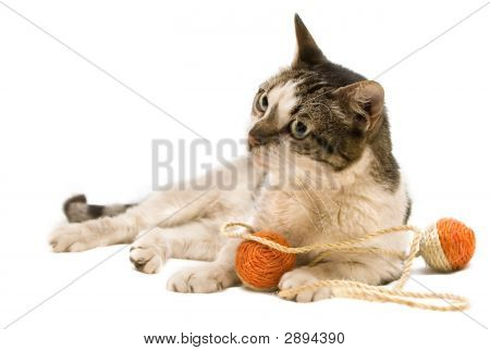 Cat spielen