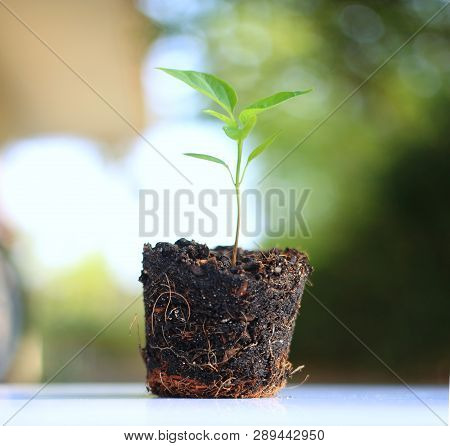 Plant Growing Against Nature Background