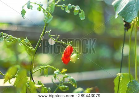 Tomato Plant And Ripe Tomato Against Nature Background