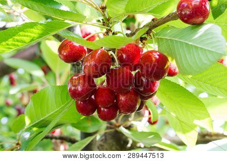 Chilean Cherries On A Tree, Talca, Chile