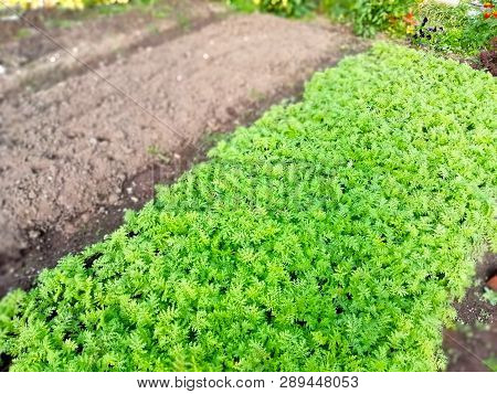 Green Bed In The Garden, Crop Rotation