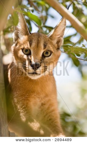 Åge kat