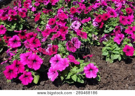 Petunia Atkinsiana With Magenta Colored Flowers In June
