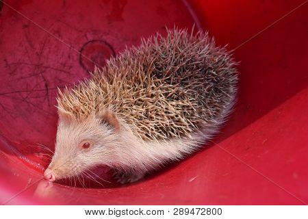 Cute Heels Of Hedgehog With Needles In Pink Bucket