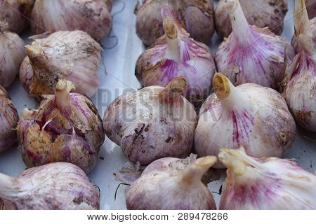Rows Of Fresh Garlic At Autumn At Garden