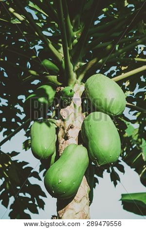 Papaya Tree With Fruits Grown On Organic Farm.