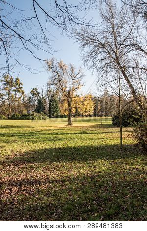 Autumn Public Park With Grass, Trees With Leaves And With Colourful Leaves And Clear Sky - Zamecky P