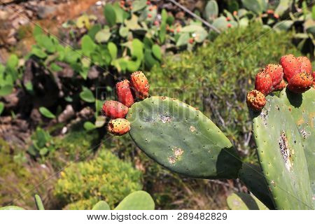 Cactus With Flowers And Spines On Gran Ganaria