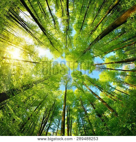 Spherical Panorama In A Forest, Magnificent Upwards View To The Treetops With Fresh Green Foliage, S