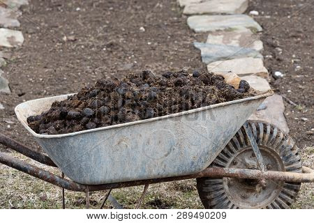 Horse Manure And Garden Wheel On Garden. Soil Fertilization And Pile Of Manure.