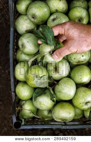Men's Hands Hold A Box With Green Simirenka Apples. Pick And Pick Apples. Concept, Autumn Harvesting