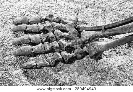 Dinosaur Skeleton - Fosilized Bones Pf Foot