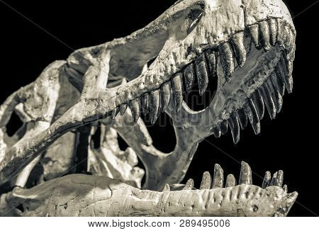 Dinosaur Skull - Taubosaurus Bataar With Open Mouth On Black Background