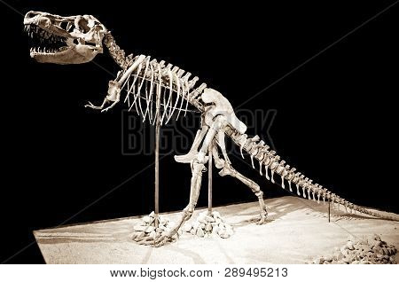 Dinosaur Skeleton - Taubosaurus Bataar On Black Background