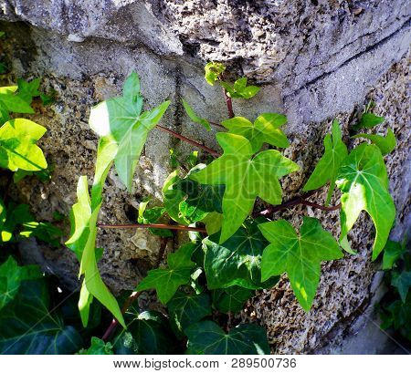 Hedera, Commonly Called Ivy, Is A Genus Of The Family Araliaceae.
