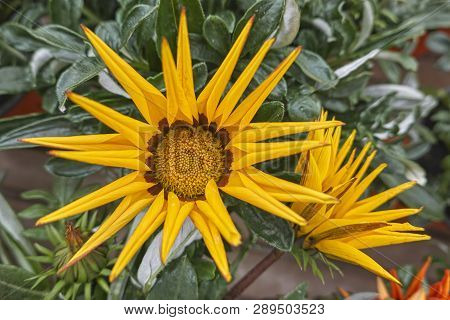 Garzania Flower In Bloom In The Garden In Spring