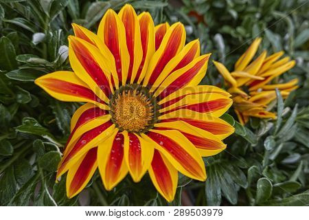 Garzania Flower In Bloom In The Garden In Spring