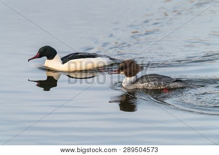 Goosander, Mergus Merganser, Females Us Male, Summer Plumage, At Sea