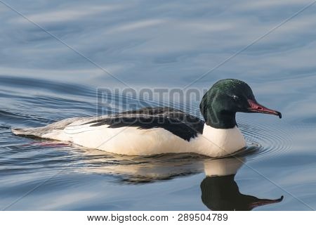 Goosander, Mergus Merganser, Male, Swimming At Sea
