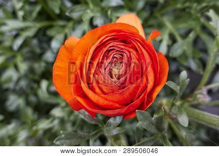 Orange Peonia Flower In Bloom In Spring