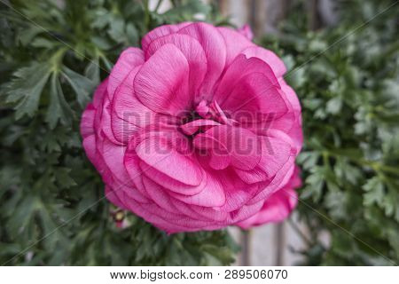 Pink Peonia Flower In Bloom In Spring