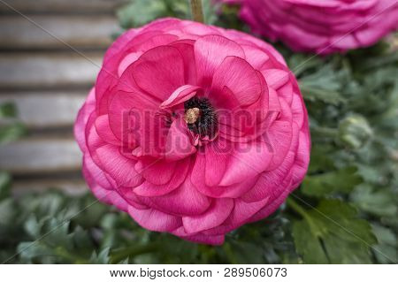 Pink Peonia Flower In Bloom In Spring