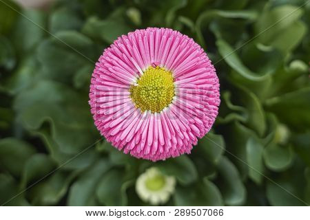 Bellis Perennis Daisy Pomponette Flower