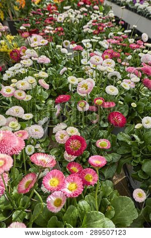 Bellis Perennis Daisy Pomponette Flower