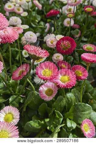 Bellis Perennis Daisy Pomponette Flower