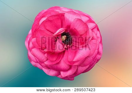 Pink Peonia Flower In Bloom In Spring