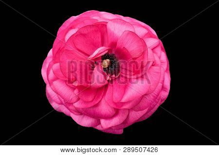 A Pink Peonia Flower On Black Background