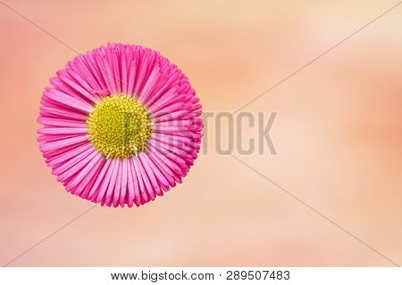 Bellis Perennis Daisy Pomponette Flower On Texture
