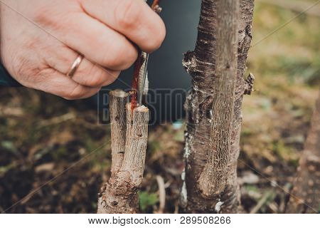 A Woman Makes A Fruit Tree In The Garden And Attaches A Young Twig