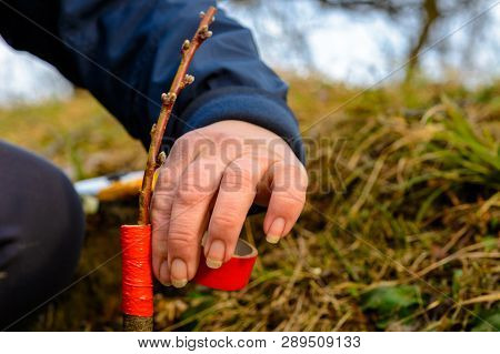 Woman Wraps A Graft Tree With An Insulating Tape In The Garden To Detain The Damp In It In Close-up