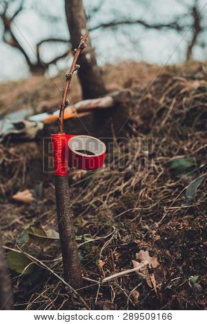 Woman Wraps A Graft Tree With An Insulating Tape In The Garden To Detain The Damp In It In Close-up