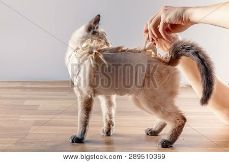 The Owner Removes The Postoperative Bandage With A Cat