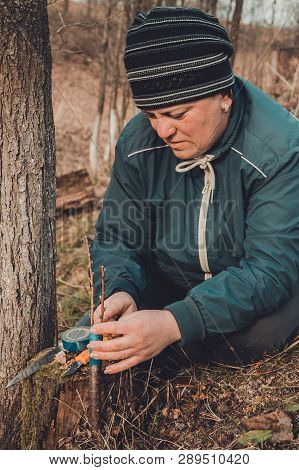 Woman Wraps A Graft Tree With An Insulating Tape In The Garden To Detain The Damp In It In Close-up