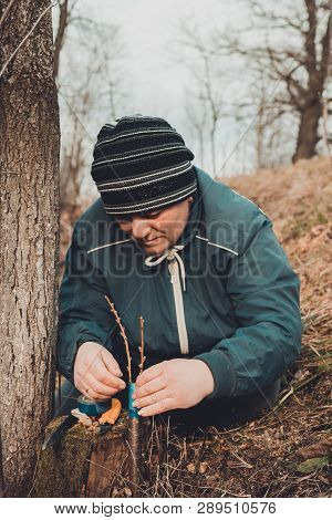 Woman Wraps A Graft Tree With An Insulating Tape In The Garden To Detain The Damp In It In Close-up