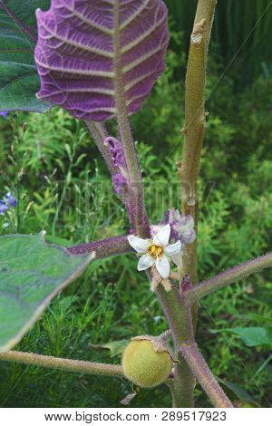 Flower And Fruit Of Naranjilla (solanum Quitoense). Called Lulo Also.