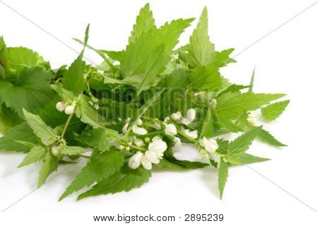 Stinging Nettles
