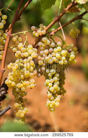 Sweet And Tasty White Grape Bunch, From The Vineyard In Manduria In A Summer Sunny Day, Salento, Ita